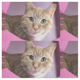 Tela Gato