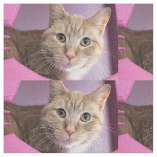 Tela Gato