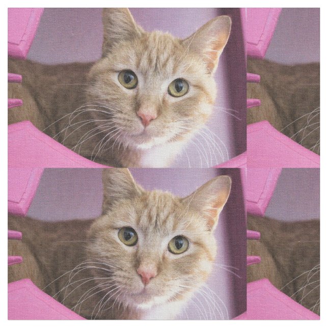 Tela Gato (De cerca)