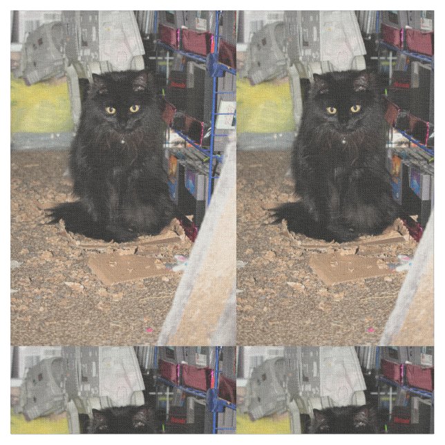 Tela Gato (De cerca)