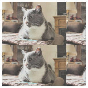 Tela Gato