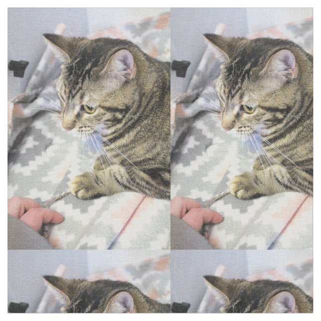 Tela Gato (De cerca)