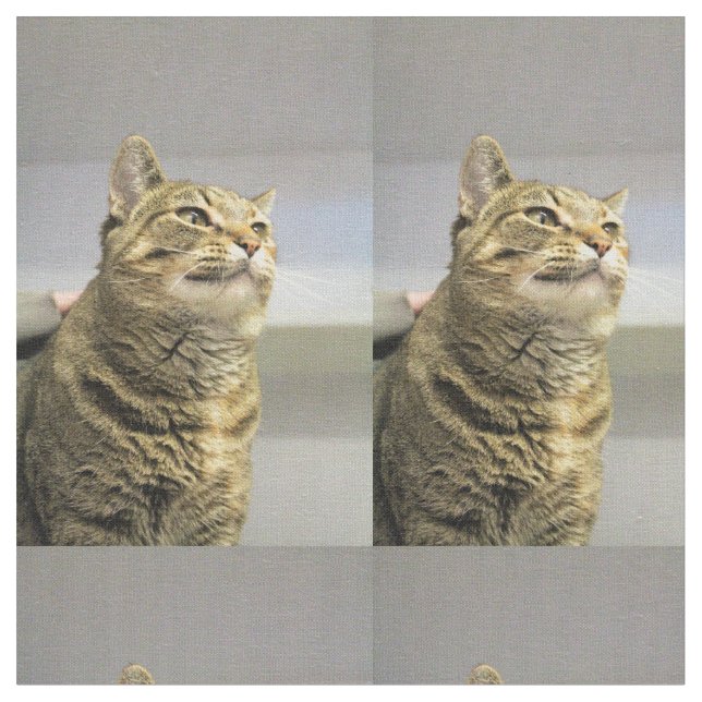 Tela Gato (De cerca)