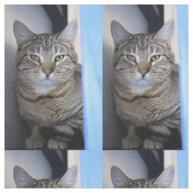 Tela Gato (De cerca)