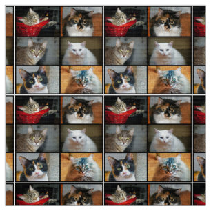 Tela Gatos Gatos Gatos Gatos