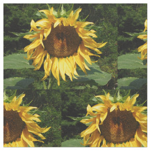 Tela Girasol