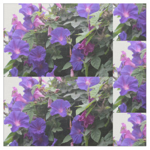 Tela glorias matutinas azules, glorias, glorias matutin