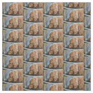 Tela golden retriever que bebe de una parte posterior