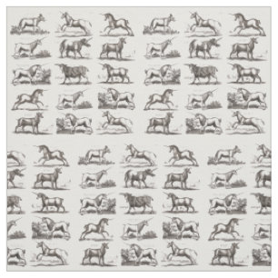 Tela Grabado de Unicornio Antiguo Especimen de Zoología