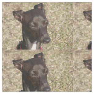 Tela greyhound.png italiano