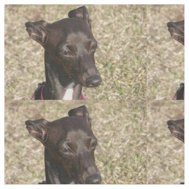 Tela greyhound.png italiano (De cerca)