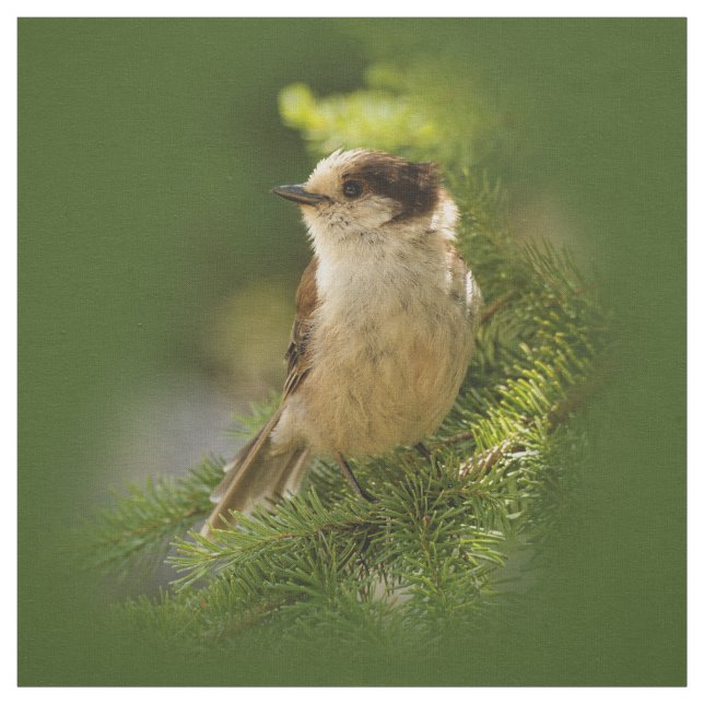 Tela Gris y Jay Gris de Canadá/Whiskeyjack (Retal)