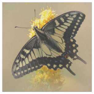 Tela Hermosa mariposa Anise Swallowtail en el sol