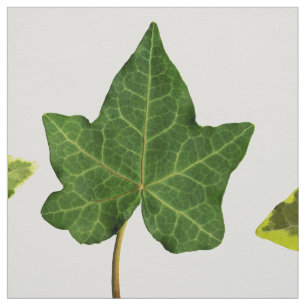 Tela Hojas inglesas de la hiedra