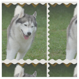 Tela Husky siberiano lindo