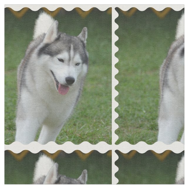 Tela Husky siberiano lindo (De cerca)