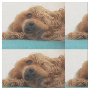 Tela inglés rojo cocker spaniel 2.png