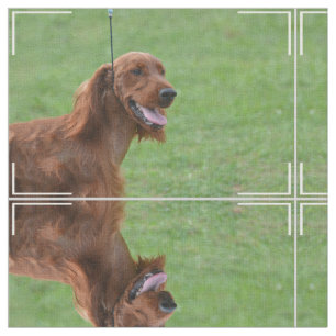 Tela Irish Setter lindo