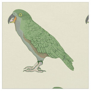 Tela Kea New Zealand Bird