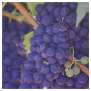 Tela La vid temática, las uvas púrpuras crece en un