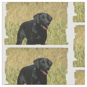 Tela labrador-retriever-25.jpg