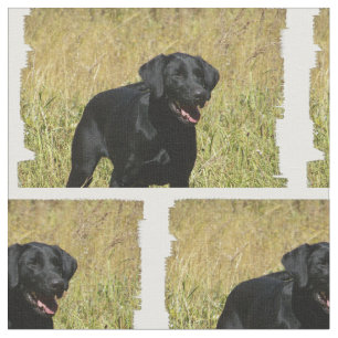 Tela labrador-retriever-25.jpg