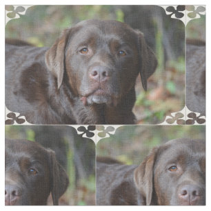 Tela Labrador retriever adorable del chocolate