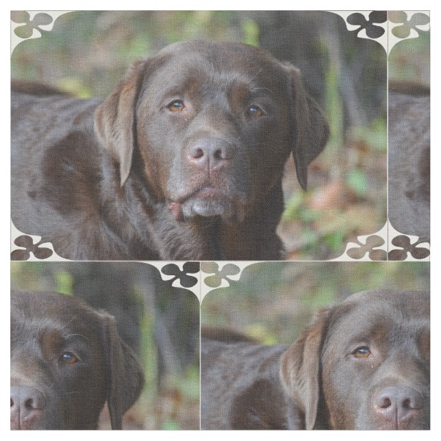 Tela Labrador retriever adorable del chocolate (De cerca)