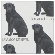 Labrador retriever negro