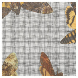 Tela Lachesis del Acherontia - Muerte-cabeza Hawkmoth