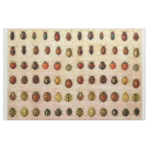 Tela Ladybug Ladybird Beetle Insect Bug