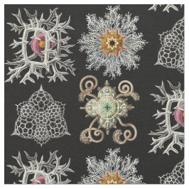 Tela Las formas sofisticadas de la naturaleza