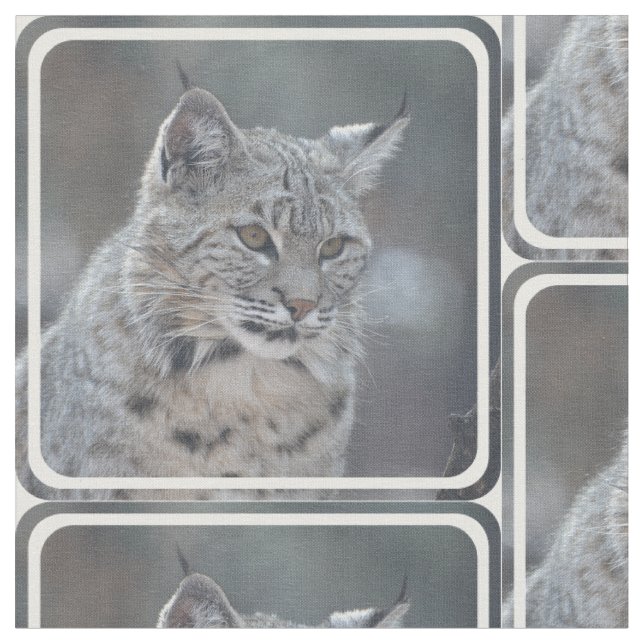 Tela Lince asombroso (De cerca)