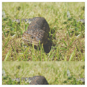 Tela Lizard australiano, atónito,