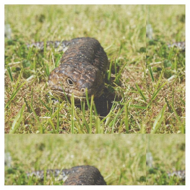 Tela Lizard australiano, atónito, (De cerca)
