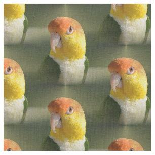Tela Loro hinchado blanco lindo del caique