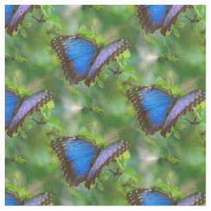 Tela Mariposa azul