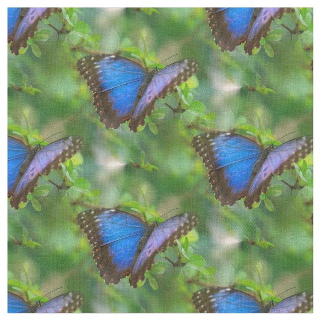 Tela Mariposa azul (De cerca)
