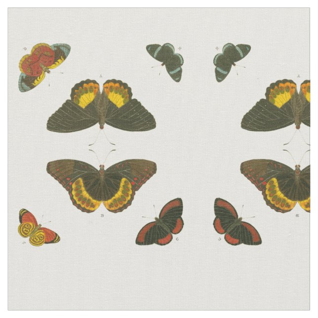 Tela Mariposas brillantes por Pieter Cramer (De cerca)