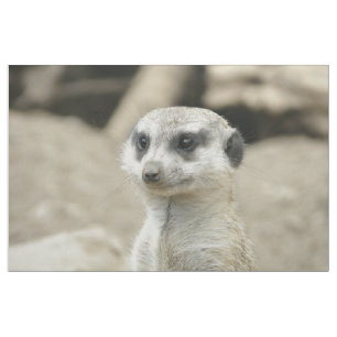 Tela Meerkat