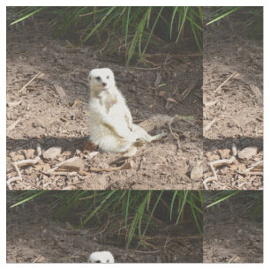 Tela Modelo en lo salvaje: Meerkat blanco posando para 