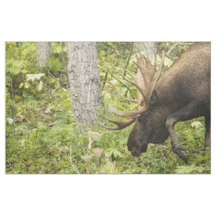 Tela Moose de significación