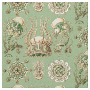 Tela Narcomedusae de Ernst Haeckel