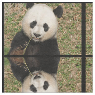 Tela Oso de panda gigante lindo