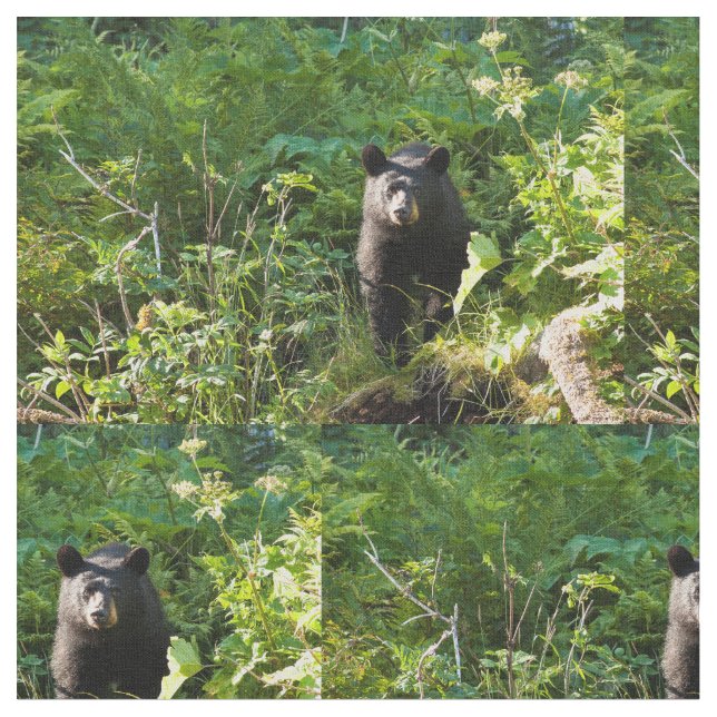 Tela Oso negro curioso (De cerca)