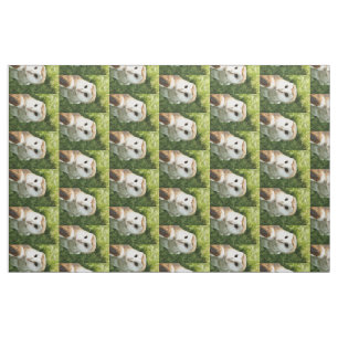TELA OWLS