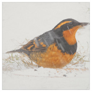 Tela Pájaro Cantor Varied Thrush en un Día Invernal Nev