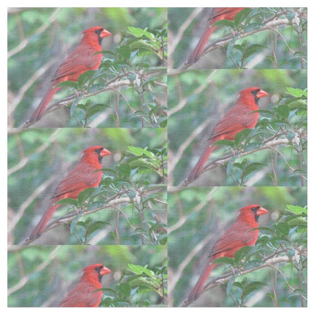 Tela Pájaro cardinal rojo (De cerca)
