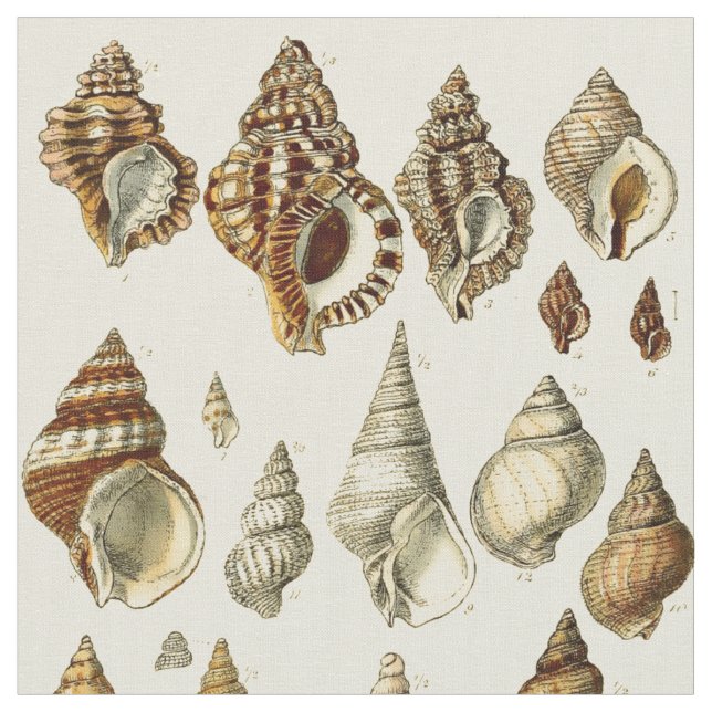 Tela Patrón de Ilustraciones de conchas marinas (De cerca)