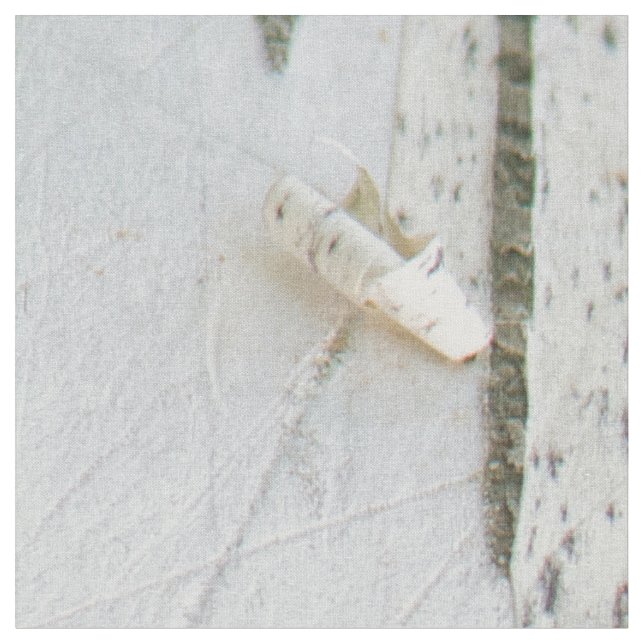 Tela Patrón de la corteza de Birch (De cerca)